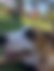 sahiplendirme için kedi ilanlari gösteren ikinci küçük fotoğraf