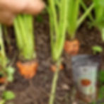 Thumbnail: Dehydrated Carrot Flakes