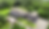 4 Forest 1_edited.png