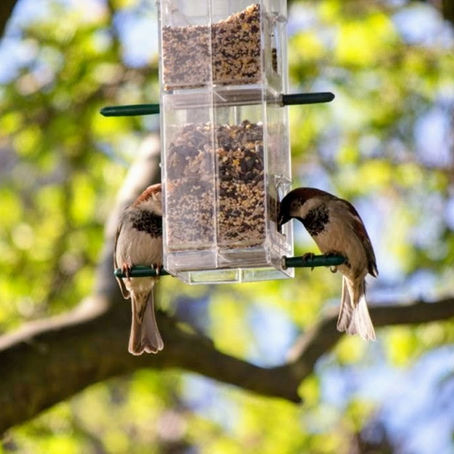 Supporting Birds in Your Campbell River Garden This Fall and Winter