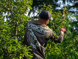 Vision Arboriculture arborist carefully pruning a leafy tree in a residential garden.