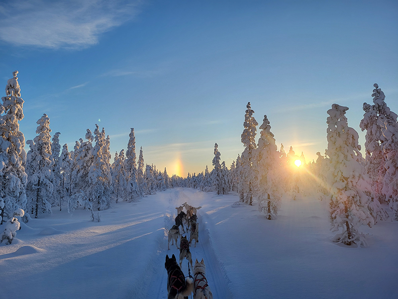 The Authentic Private 10km Husky Safari Lapland