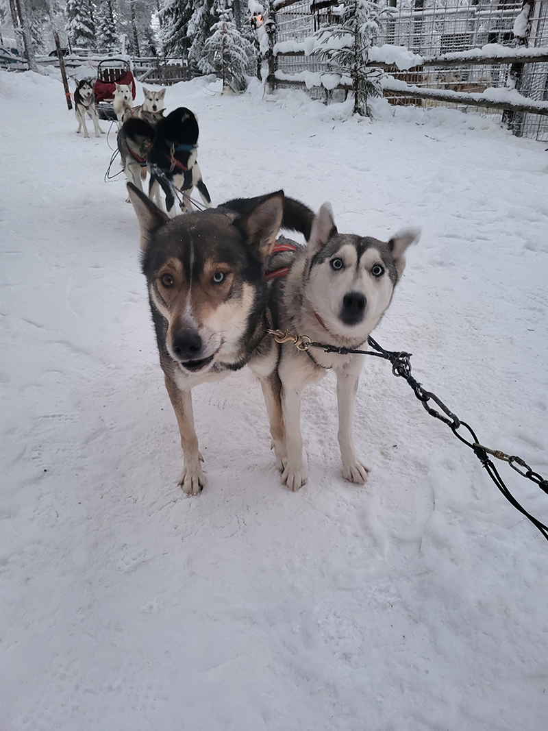 The Authentic Private 10km Husky Safari Lapland