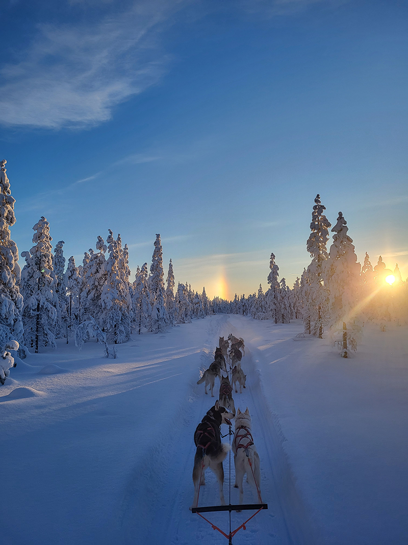 The Authentic Private 10km Husky Safari Lapland
