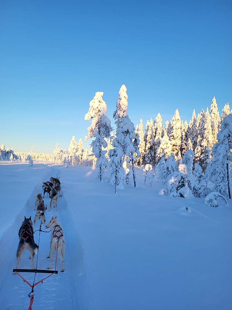 The Authentic Private 10km Husky Safari Lapland