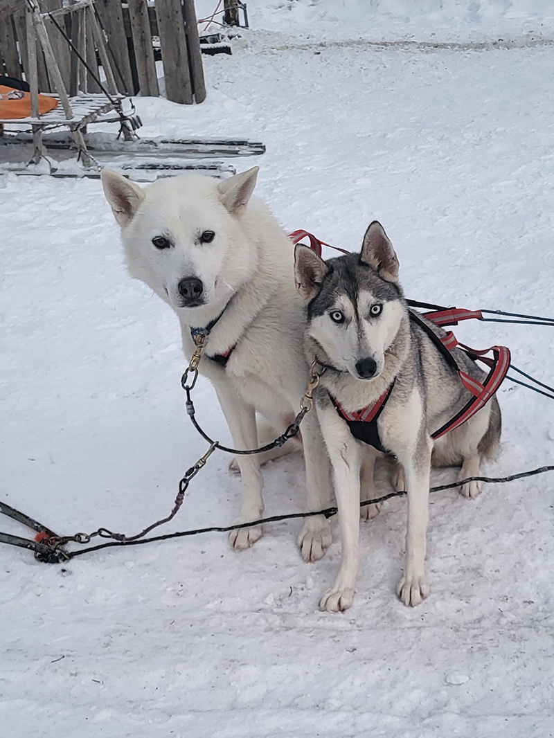 The Authentic Private 10km Husky Safari Lapland