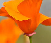 Angelic Beauty Creations ~ Wild Peach Poppies