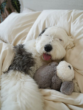 Dog in a bed