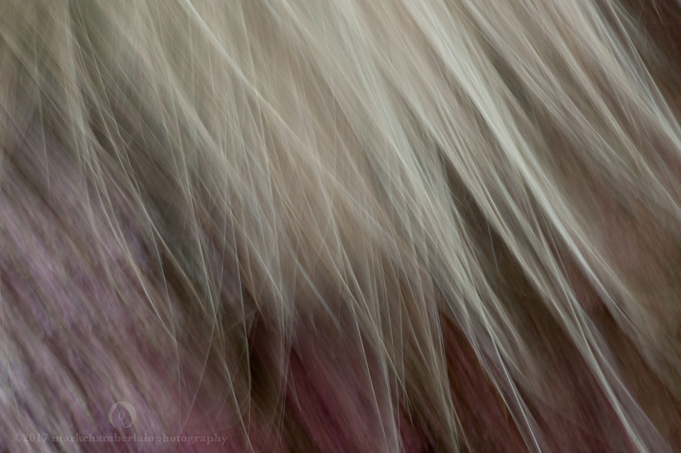 sedum & tenuissima V, ICM.