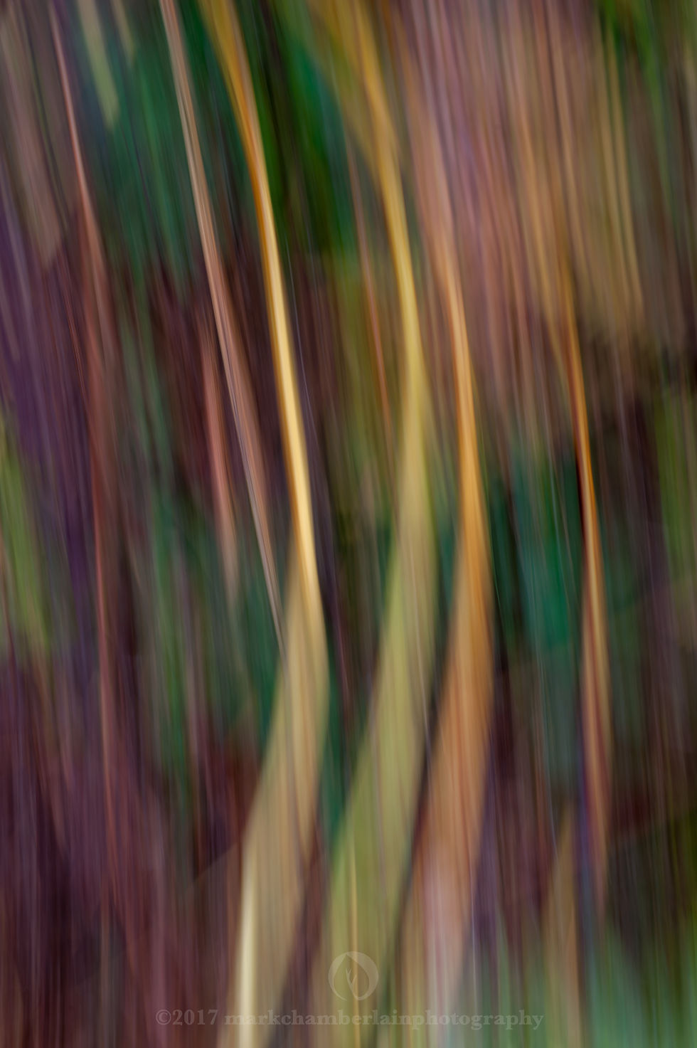 stems of autumn bracken VII, ICM.