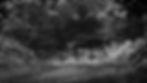 fallow deer (doe)