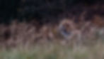 fallow deer buck