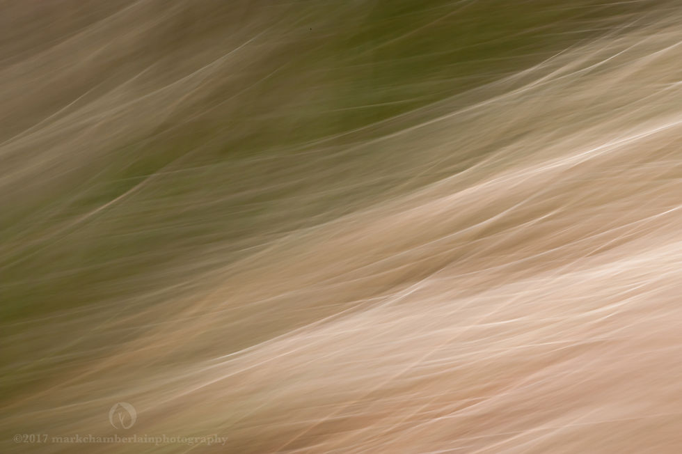 sedum & stipa tenuissima IV, ICM.