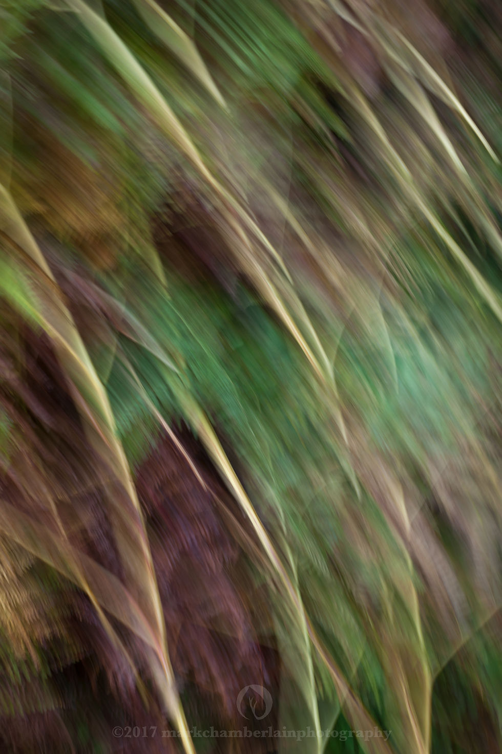 stems of autumn bracken II, ICM.