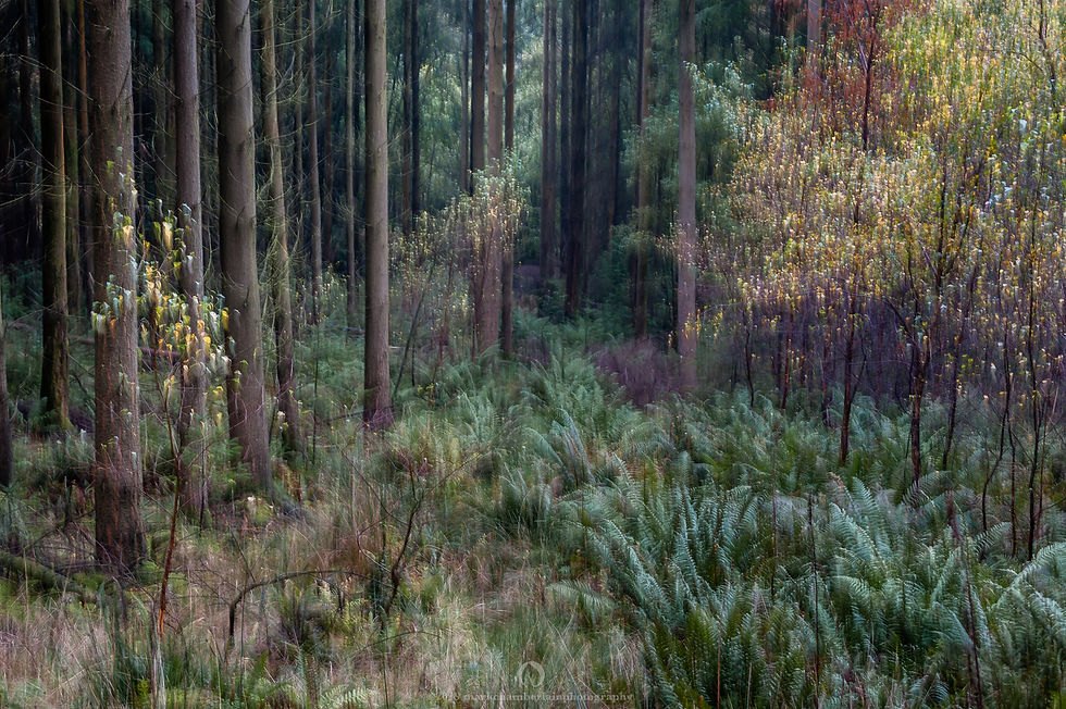 forest of dean XXXI