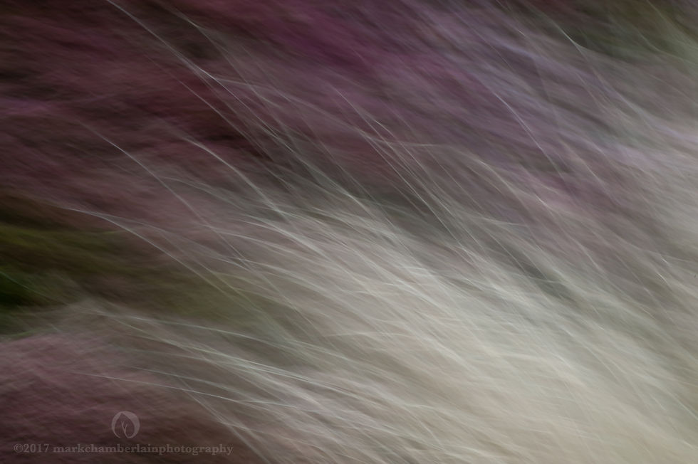 sedum & stipa tenuissima II, ICM.