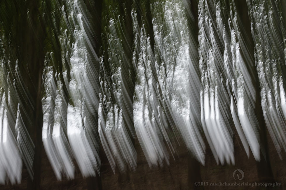 woodland XV, 'prior's wood' ICM.