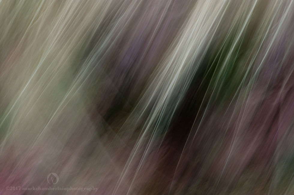 sedum & stipa tenuissima VI, ICM.