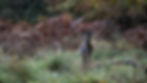 fallow deer buck II