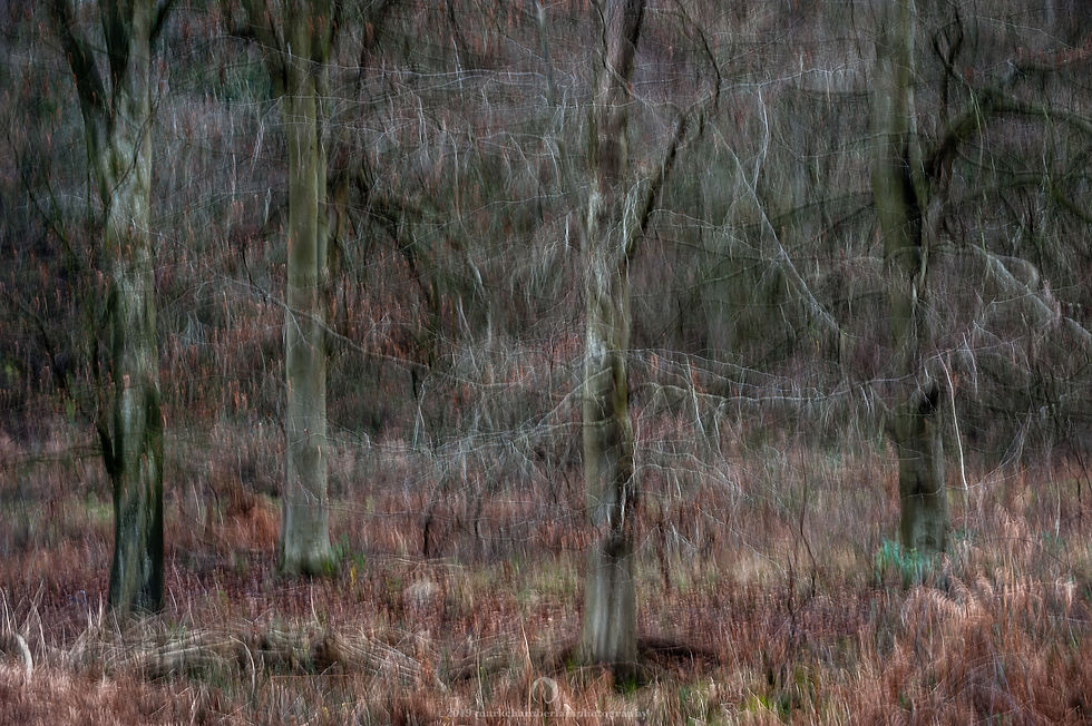 forest of dean XXXXIII