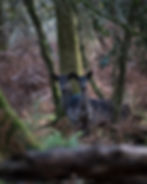 melanistic fallow deer