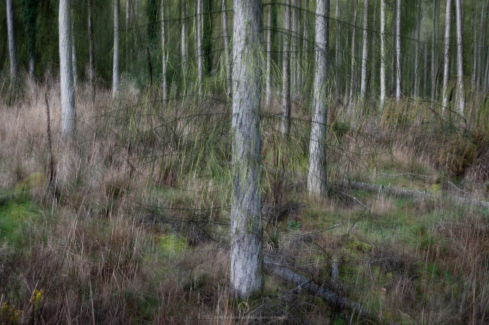 autumn larch XVI, forest of dean