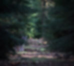 three fallow deer