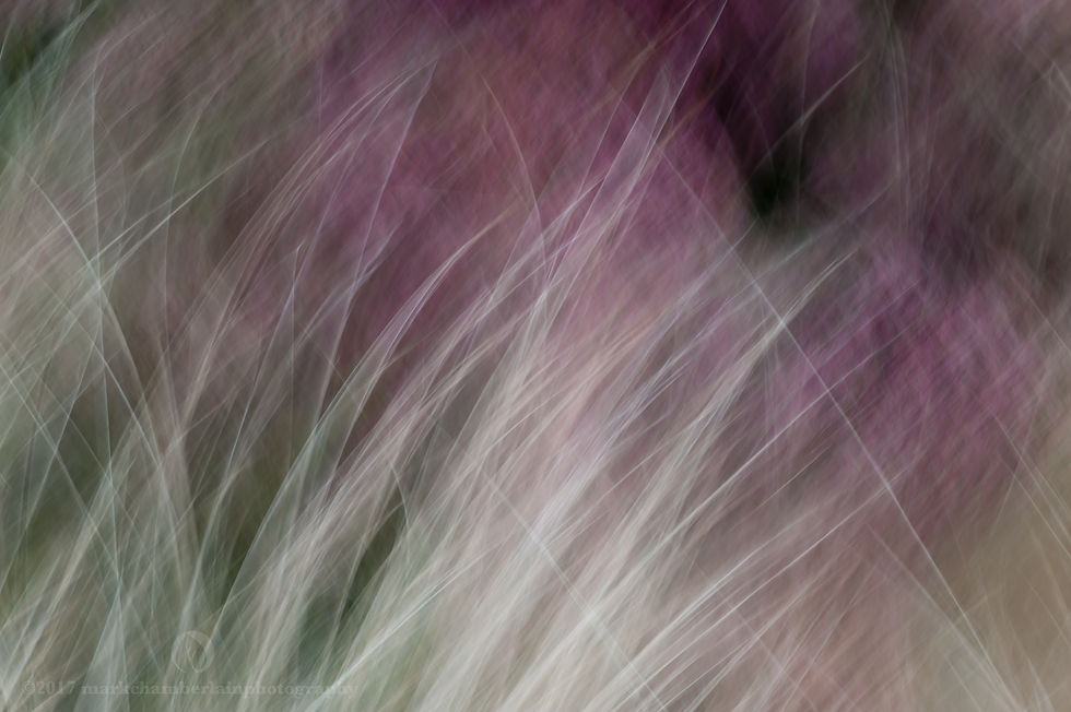 sedum & stipa tenuissima VIII, ICM.