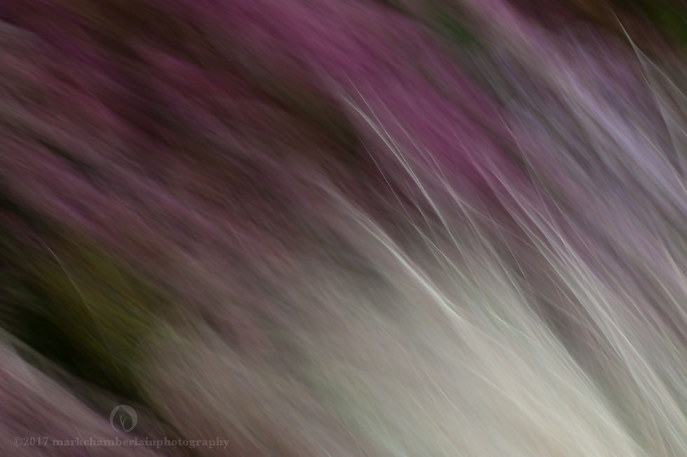 sedum & stipa tenuissima III, ICM.