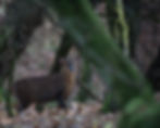 muntjac doe