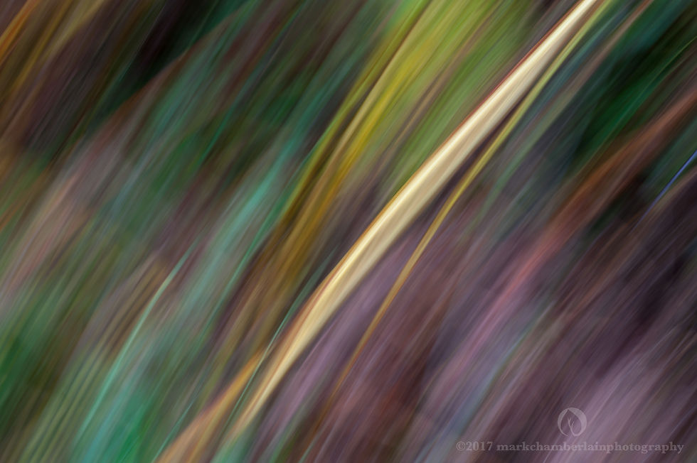 stems of autumn bracken V, ICM.