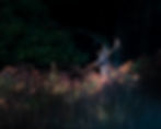 fallow deer stag