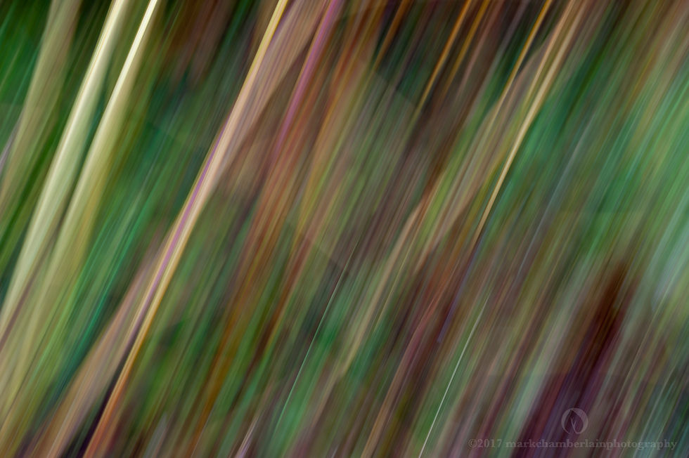 stems of autumn bracken IX, ICM.