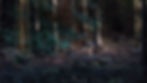 fallow deer buck III