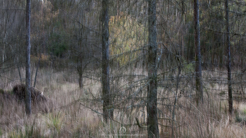 december XVIII, forest of dean