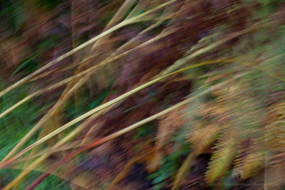 stems of autumn bracken IV, ICM.