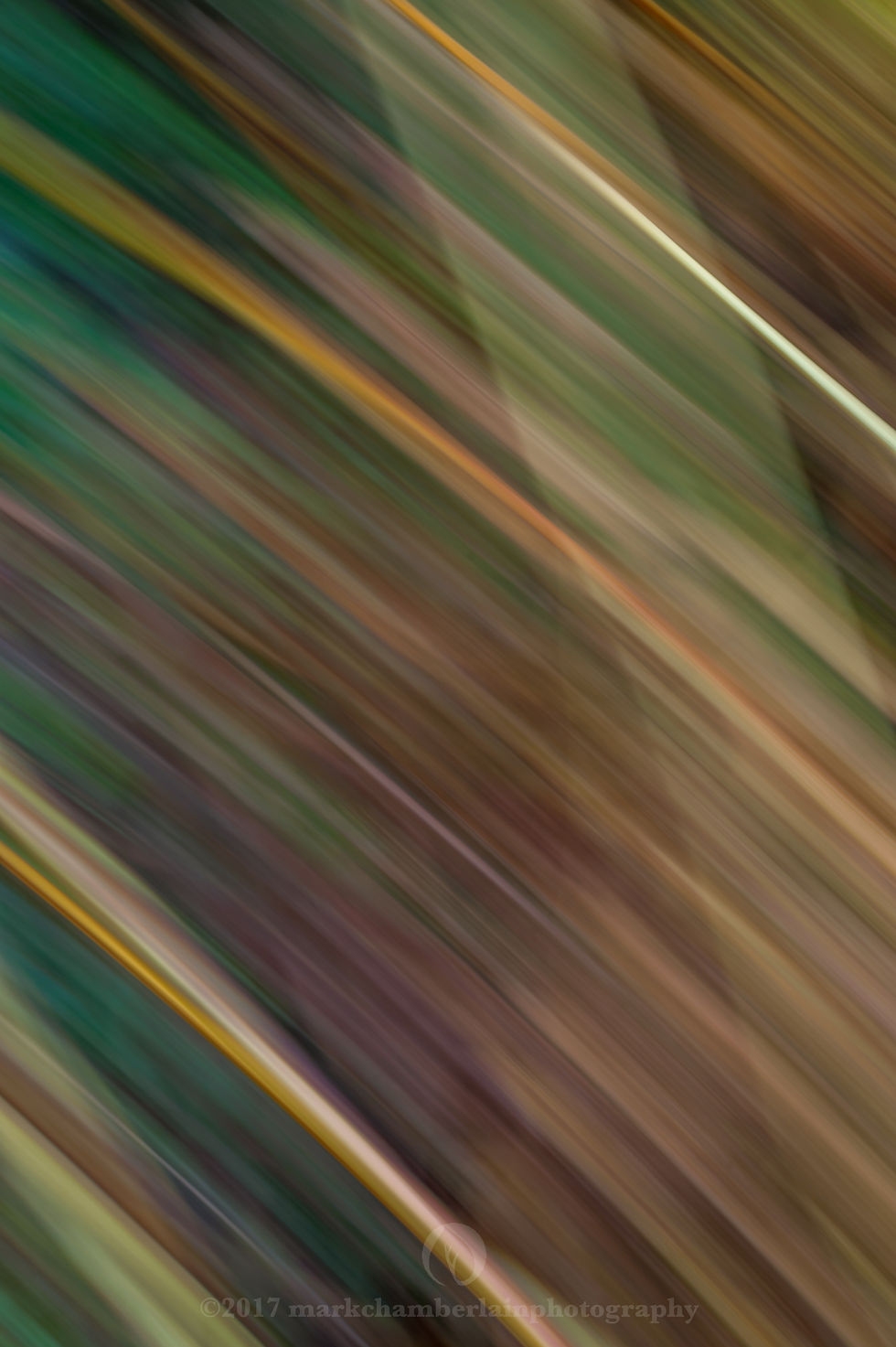 stems of autumn bracken VI, ICM.