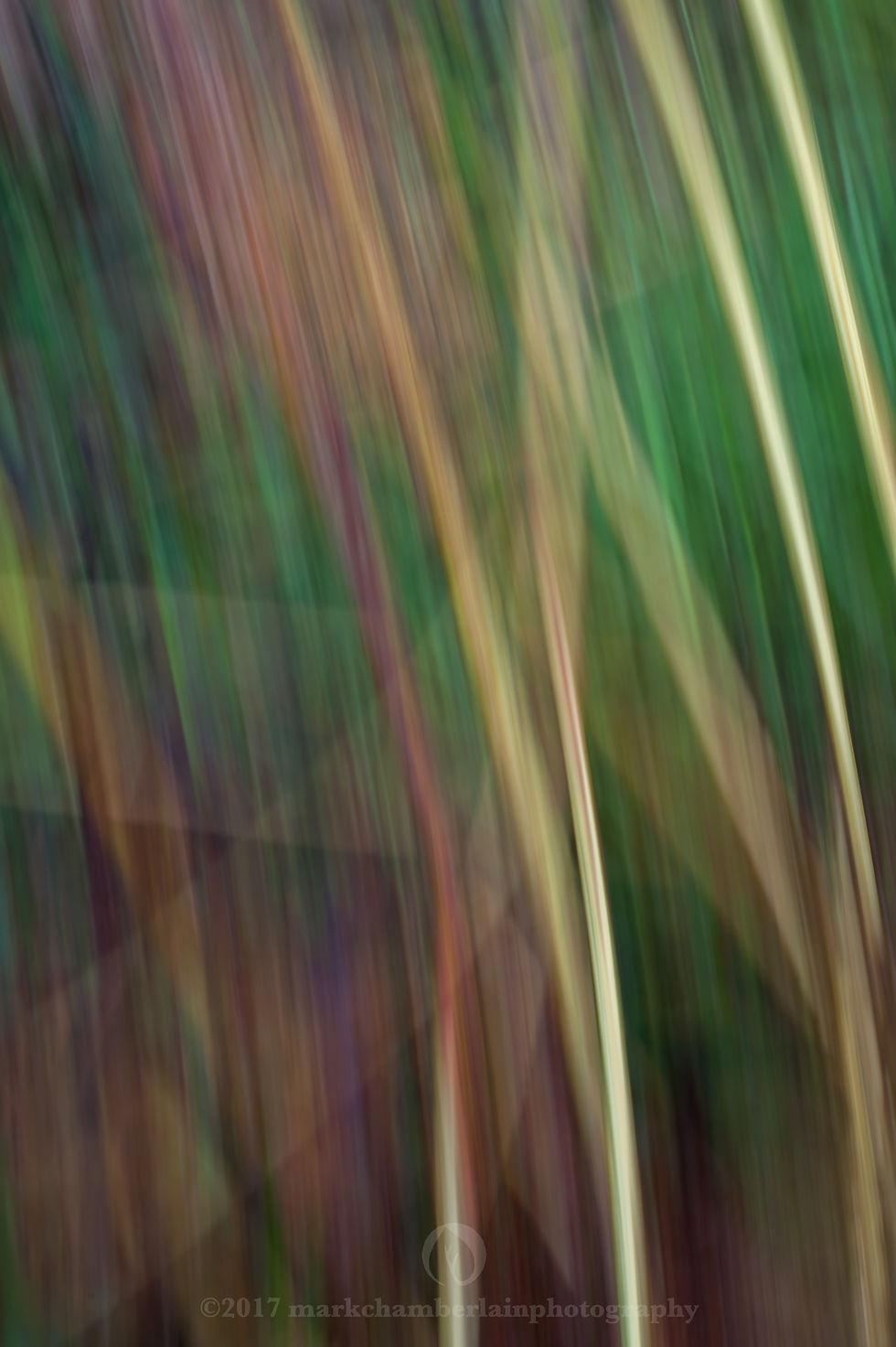 stems of autumn bracken VIII, ICM.