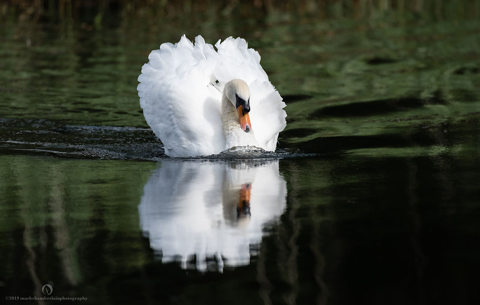 mute swan X