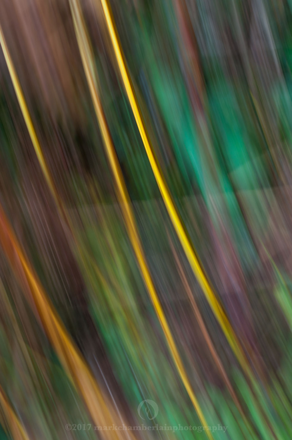 stems of autumn bracken III, ICM.