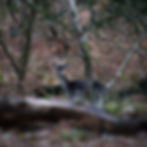 fallow deer (doe) II