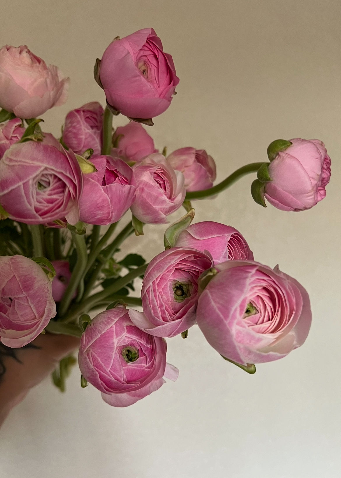 Ranunculus bunch- mixed colors