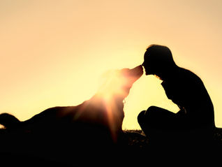 Cancer: what it means for you and your pet