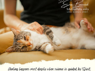 pet parent massaging cat