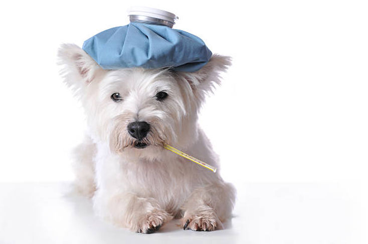 View of Canine Parvovirus and What to Do