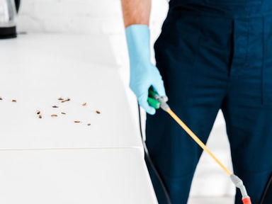 5 PARASITES PARMI LES PLUS COMMUNS DANS LES MAISONS DU QUÉBEC