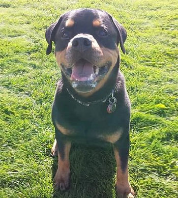 dog sitting in the lawn