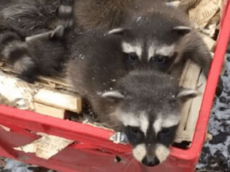 It’s Baby Season! Pests & Wildlife In Your Home?