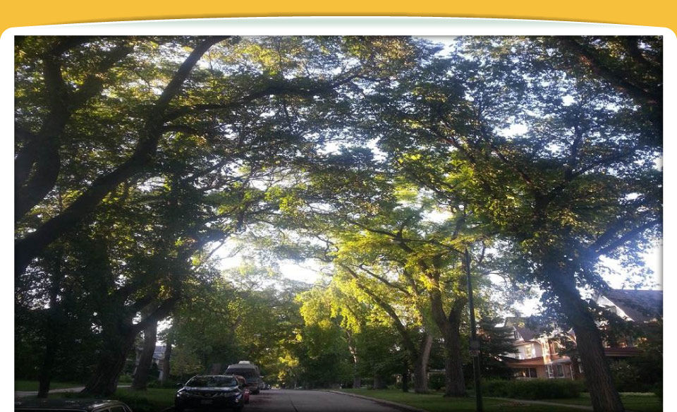 Tree-lined street
