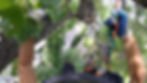 man taking a pic from a tree